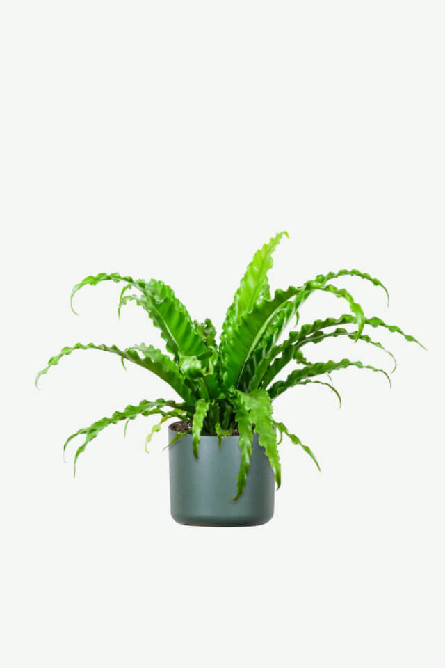 Birdnest Japanese Plants Ecommerce Product Featured Img 8