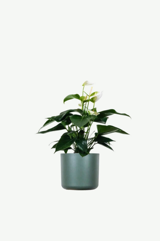 Golden Pothos Pole Plants Ecommerce Product Featured Img 9