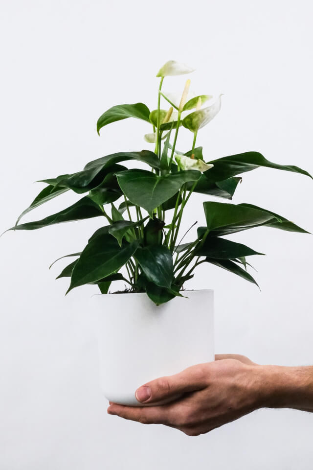 Golden Pothos Pole Plants Shop Product Gallery Img 1