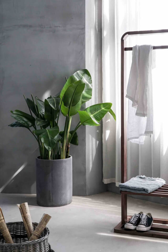 Bird Of Paradise Plants Shop Product Gallery Img 12