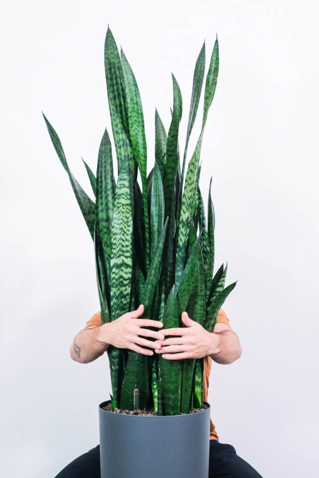 Sansevieria Laurentii Plants Shop Product Gallery Img 14