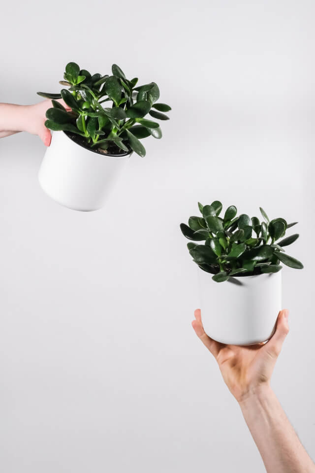Ficus Decora Burgundy Plants Shop Product Gallery Img 15
