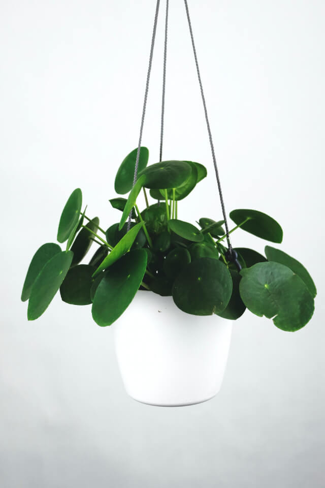 Pilea Peperomioides Plants Shop Product Gallery Img 16