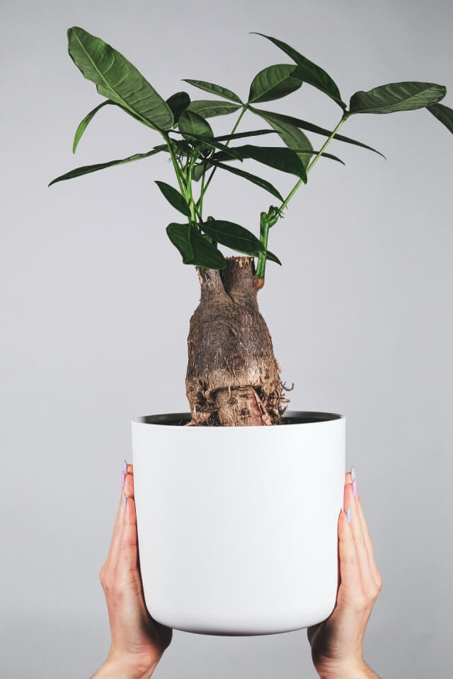 Pachira Braid Plants Shop Product Gallery Img 17