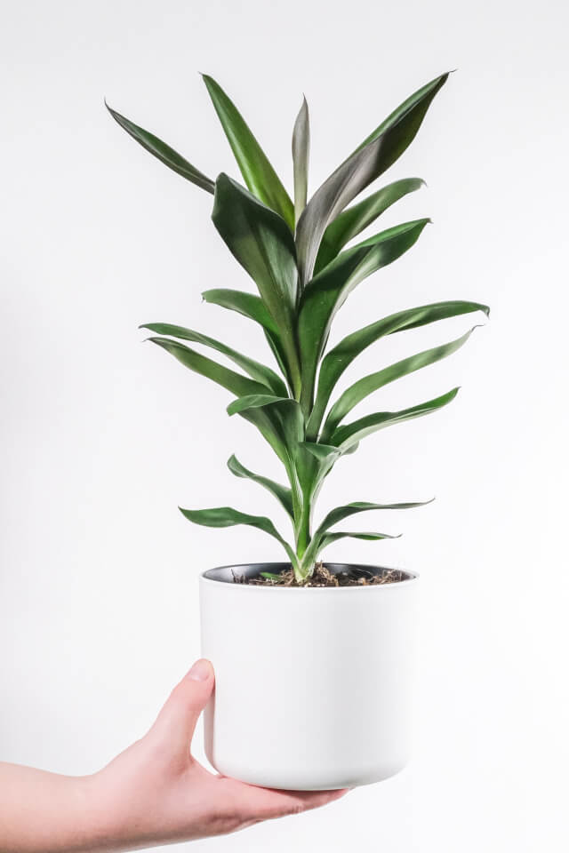 Dracaena Lisa Plants Shop Product Gallery Img 18