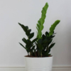 plants shop product gallery img 19