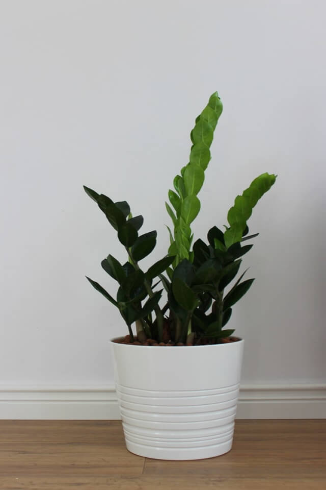 Zz Plants Plants Shop Product Gallery Img 19