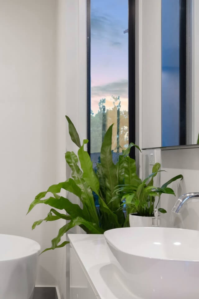 Birdnest Japanese Plants Shop Product Gallery Img 20