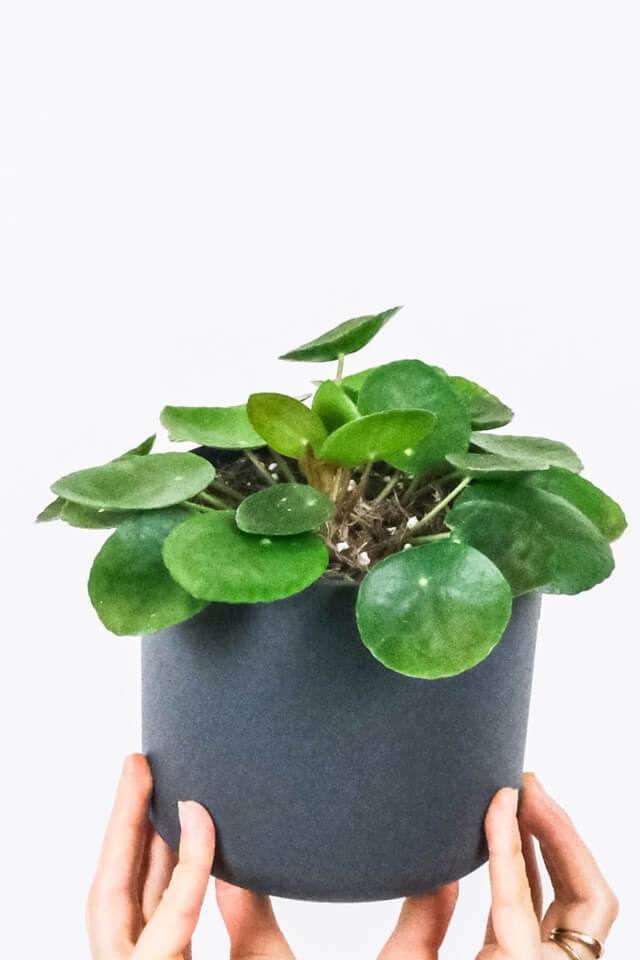 Peperomia Lemon Lime Plants Shop Product Gallery Img 4