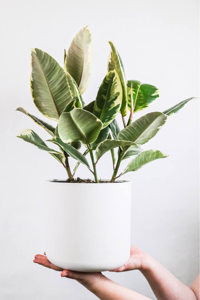 Calathea Beauty Star Plants Shop Product Gallery Img 5