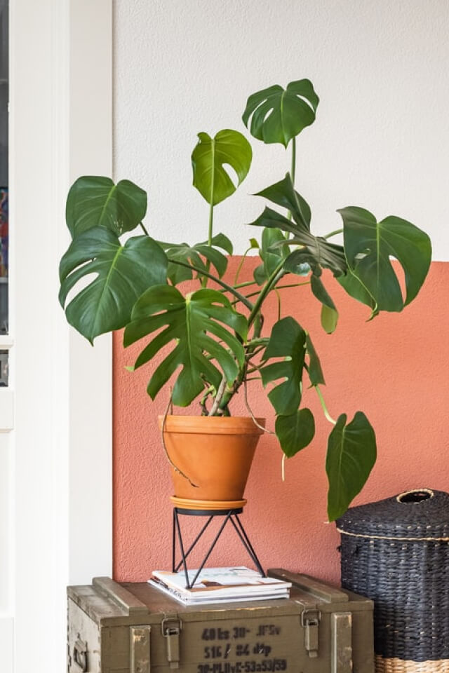 Monstera Deliciosa Plants Shop Product Gallery Img 6
