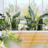 plants shop product gallery img 7