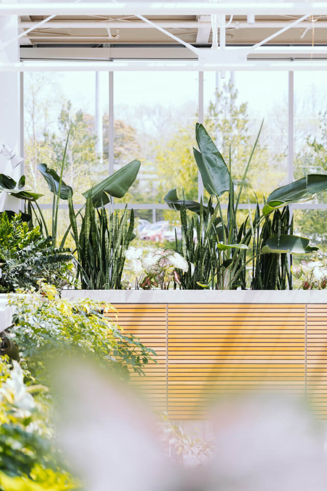 Alocasia Regal Shield Plants Shop Product Gallery Img 7