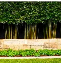 Slender Weavers Bamboo Plants Gracilis 200Mm Pots 1.3-1.8M Bamboo Categories