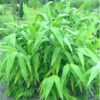 tiger grass